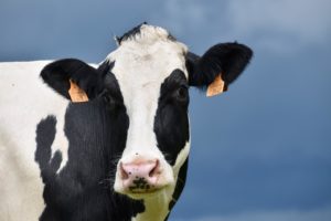 cow holstein cow beef breed international 4269568jpg